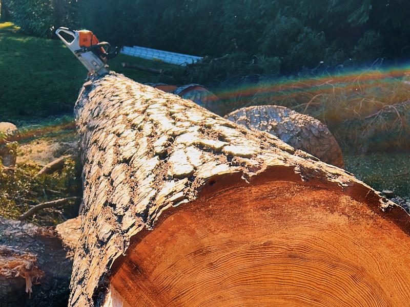 Felled tree trunk
