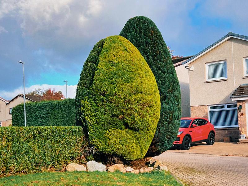 Shaped hedge trimming