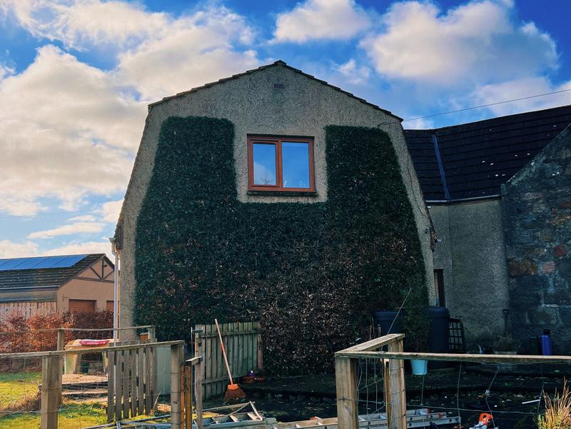 Hedge and ivy management