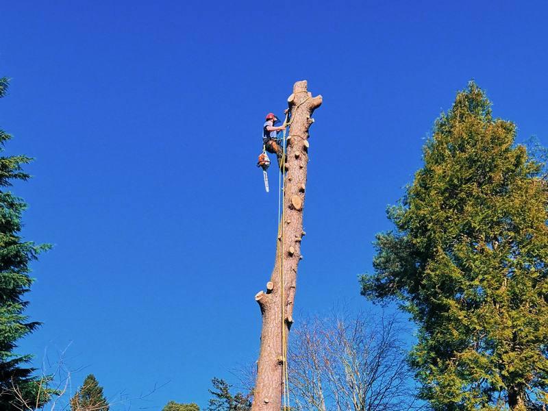 Tree surgery - Craig climbing with harness and chainsaw